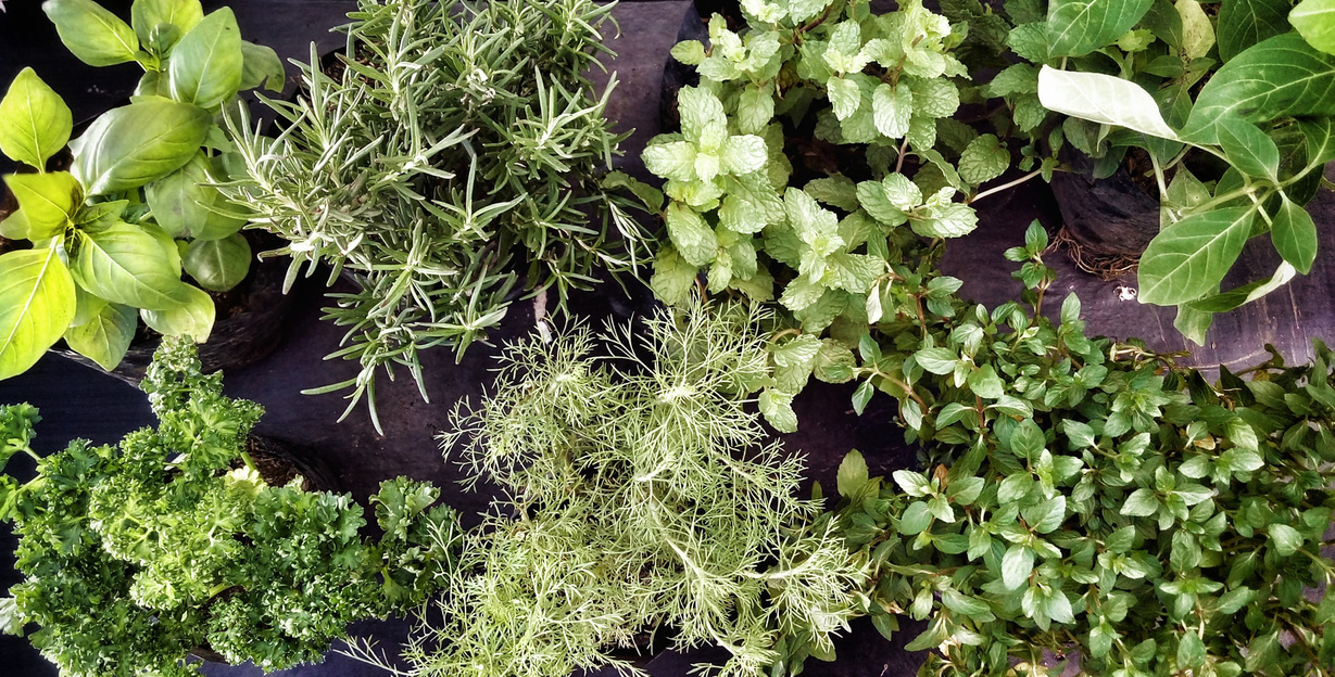 Green Herbal Plants
